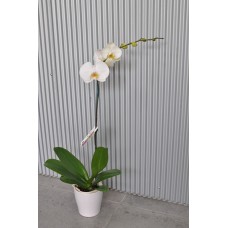 Phalanopsis Orchid - White